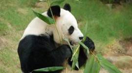 Timeline: Enviromental Timeline