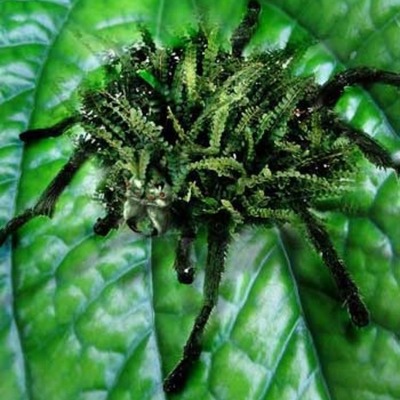 Timeline: Genetically Modified Organisms