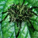 Fernspider