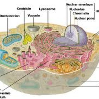Timeline: Cell Theory History