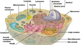 Timeline: Cell Theory History