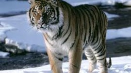 Timeline: We didnt start the fire