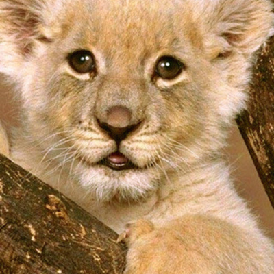 Timeline: LAS EPIDEMIAS ATRAVES DE LA HISTORIA