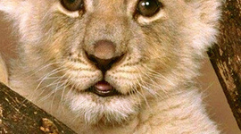 Timeline: LAS EPIDEMIAS ATRAVES DE LA HISTORIA