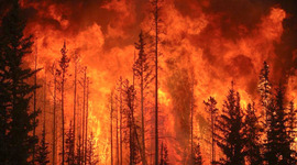 Timeline: Arizona Biome recovery