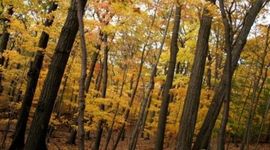 Timeline: American Literary Movements