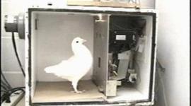 Timeline: Behaviorismo Radical