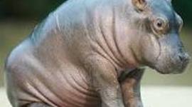 Timeline: allison timetoast