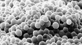 Timeline: History of Fermentation