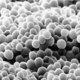 Yeast1