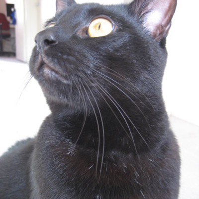 Timeline: John Lisson at World War I