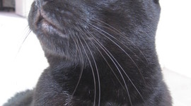 Timeline: John Lisson at World War I