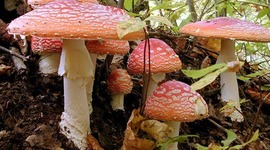 Timeline: Reinos de la naturaleza