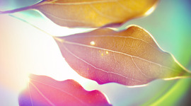 Timeline: World War I