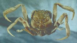 Timeline: Draft History of Ideas