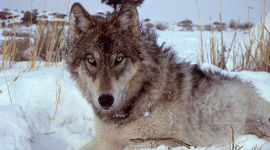 Timeline: Wolves in Yellowstone