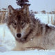800px yellowstone wolf 17120