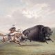 Buffalo hunt