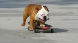 Timeline: Epic timeline of Skateboarding