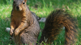 Timeline: The Squirrel Times By Lexi Cooper and Connor Harvey