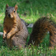 Squirrrel
