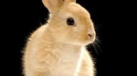 Timeline: Mega Rikki civil rights time line