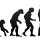 800px human evolution.svg