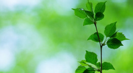 Timeline: Environmental Protection in the US