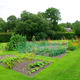 Vegetable garden1