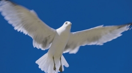 Timeline: Die Geschichte des Fliegens der Menschheit (by Malte, Zolack und Süleyman)