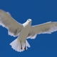 Vogel bilder nb16952