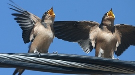 Timeline: Birdsong Learning