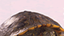 Timeline: Tales of the Fourth Grade Nothing