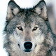Wolf photo