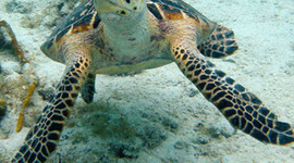 Timeline: Alexandra's life timeline