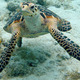 Hawksbill sea turtle lg