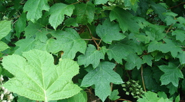 Timeline: Lima Bean Growth Experiment