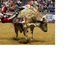 Bull riding