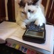 Cat with calculator 600x450