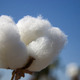 Cotton