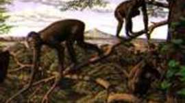 Timeline: Evolucion del hombre