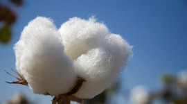 Timeline: Cotton