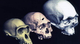 Timeline: Evolución del hombre