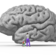 Brain