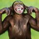 Funny monkey