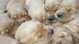 Timeline: My dog's puppies born 2011