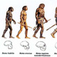 Evolucao humana