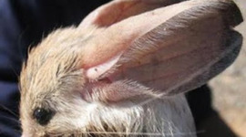 Timeline: World War II