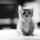 Kitten