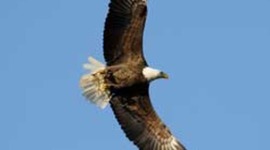 Timeline: Eagles at Norfolk Botanical Garden